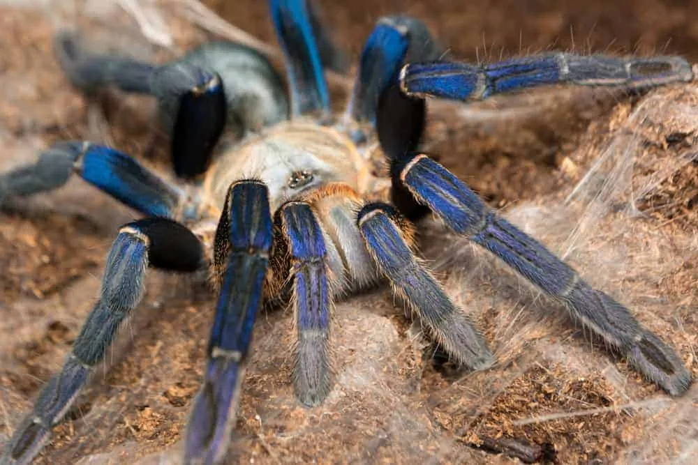 /img/15605-cobalt-blue-tarantula-spiderling.webp