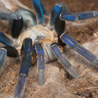 /img/15605-cobalt-blue-tarantula-spiderling.webp