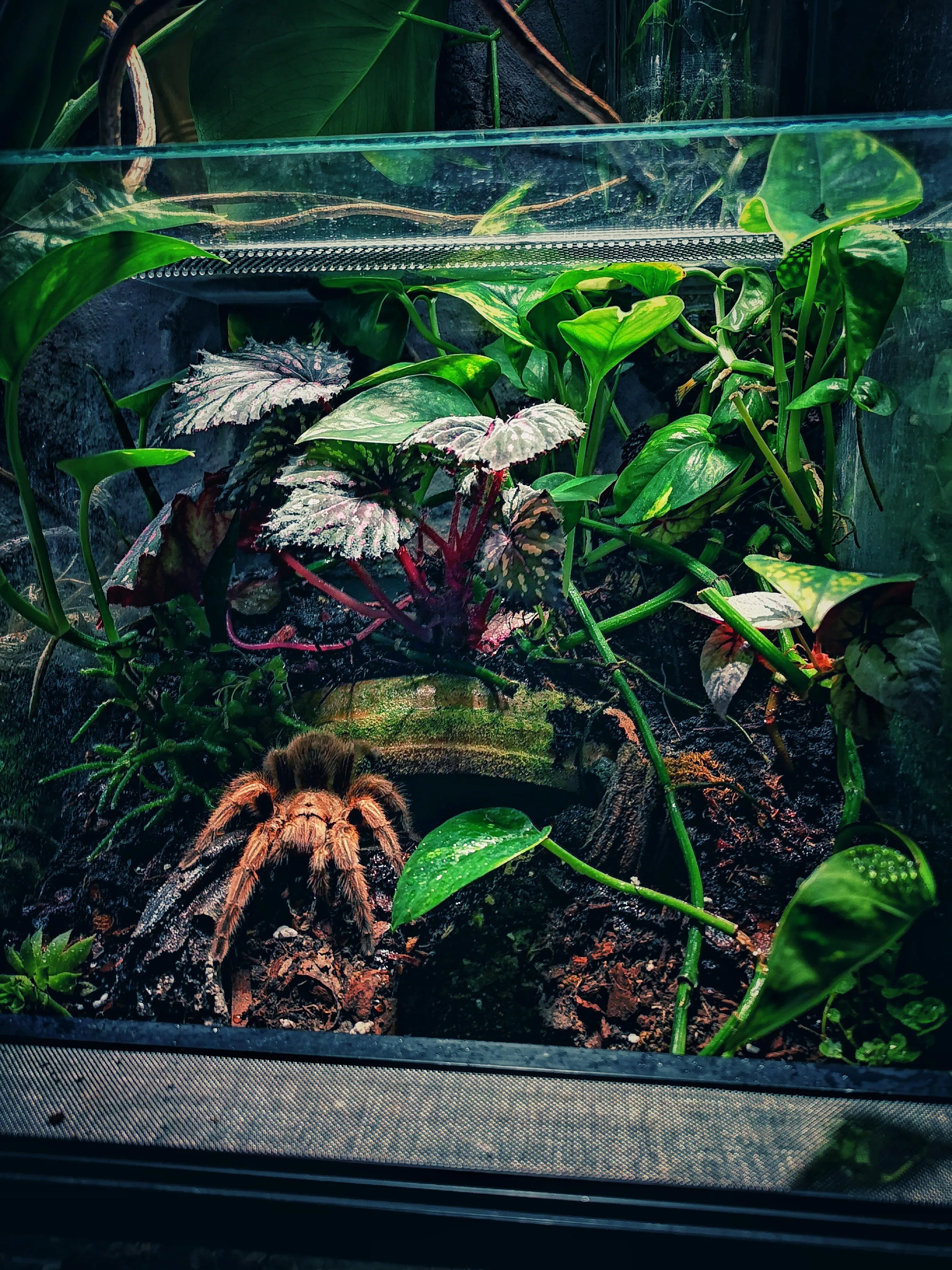 /img/15606-healthy-tarantula.webp