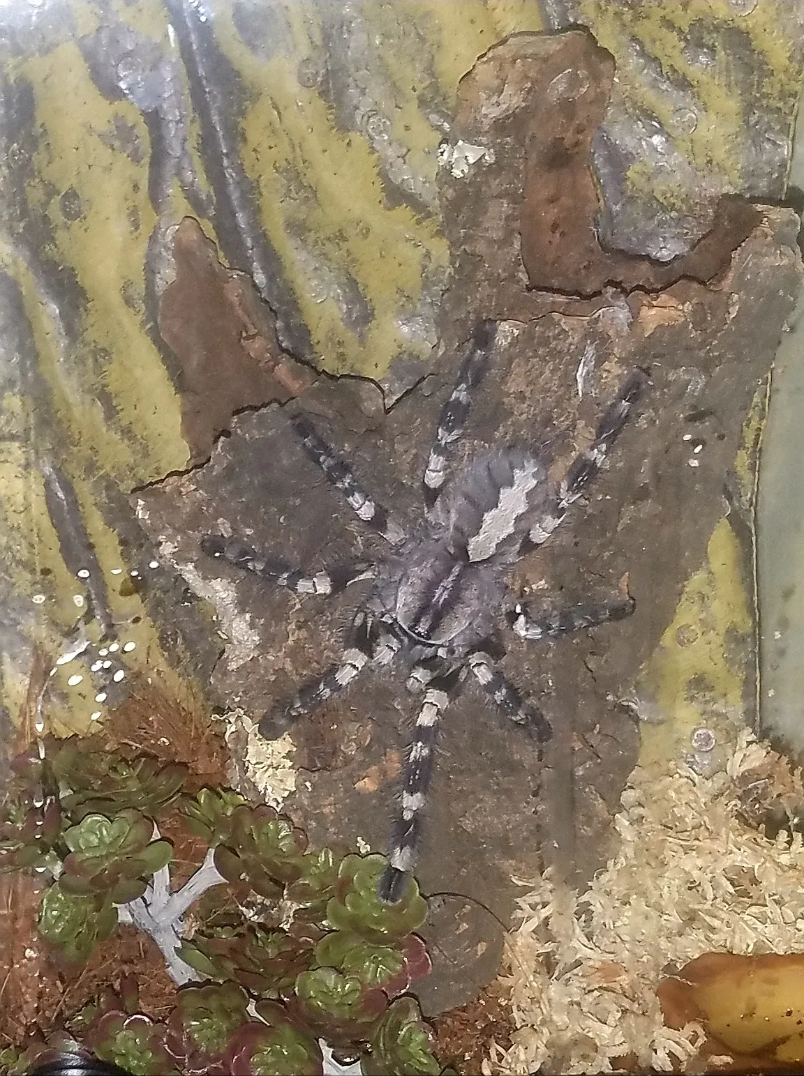 15607 indian ornamental tarantula feeding