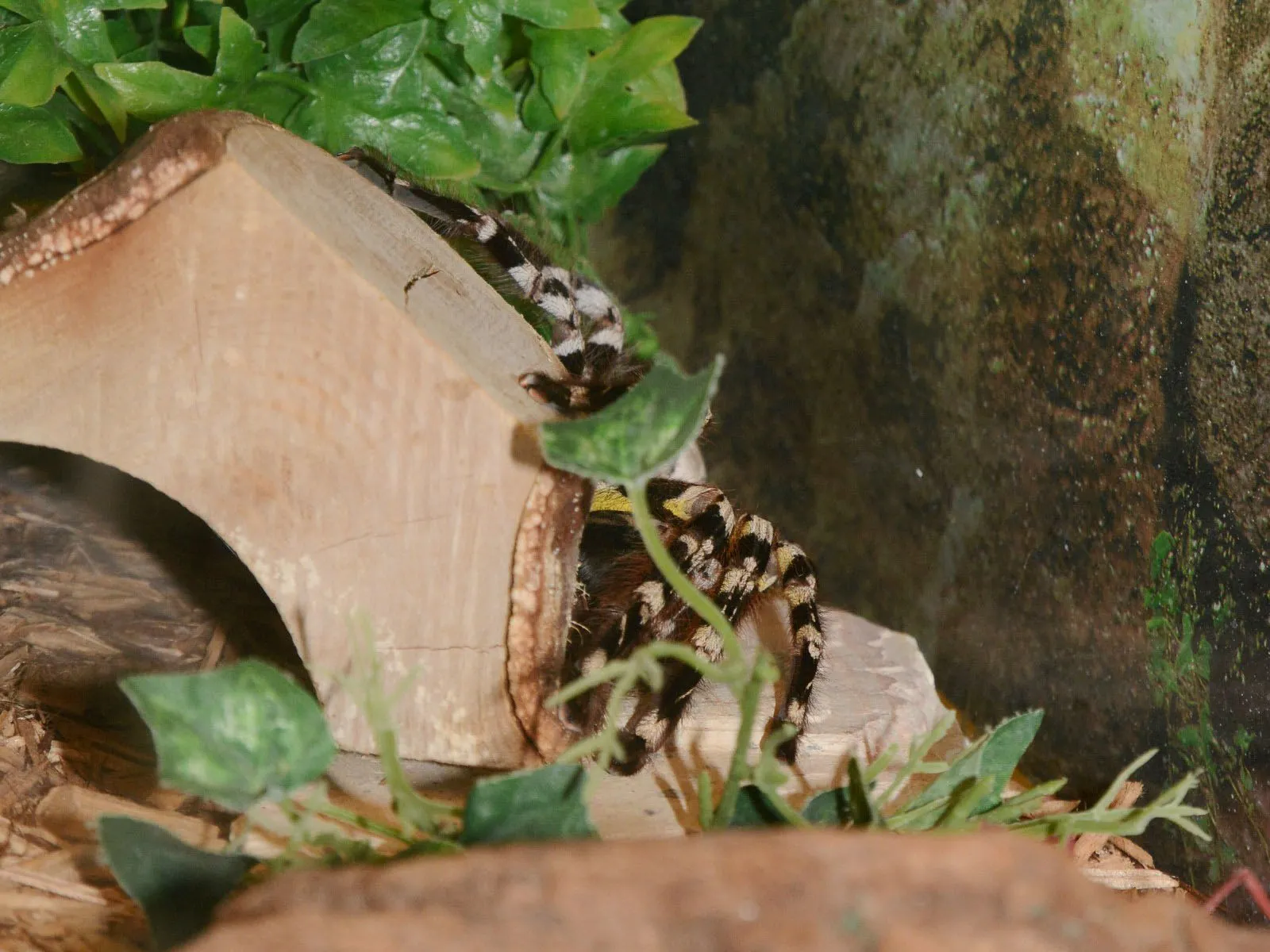 15607 indian ornamental tarantula hiding place