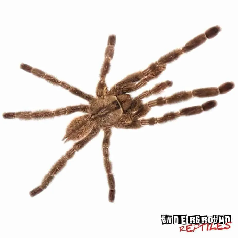 15607 indian ornamental tarantula live plants