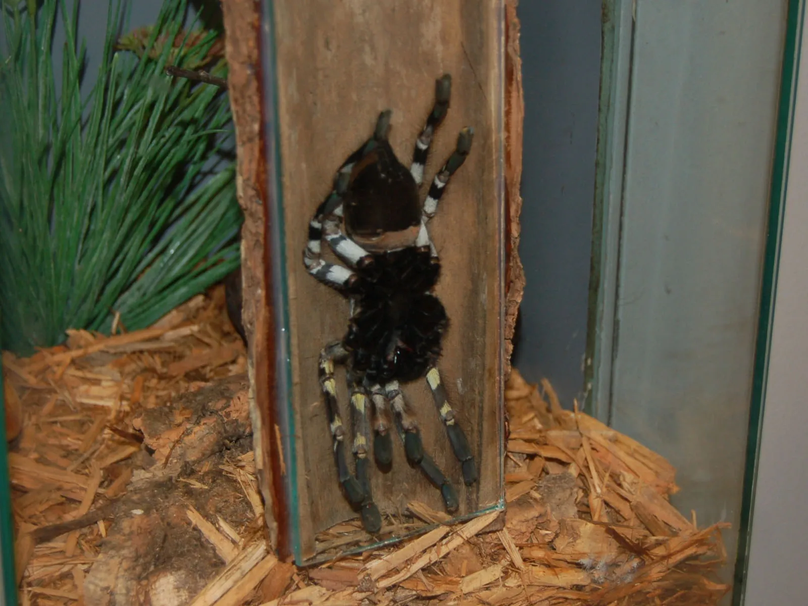 15607 indian ornamental tarantula substrate