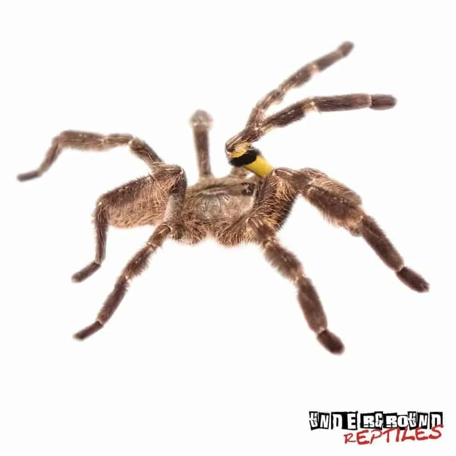 15607 indian ornamental tarantula temperature