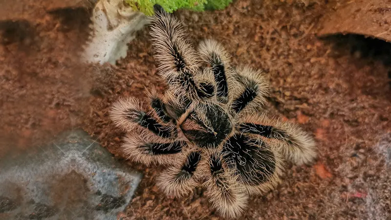 15608 nicaraguan curly hair tarantula close up