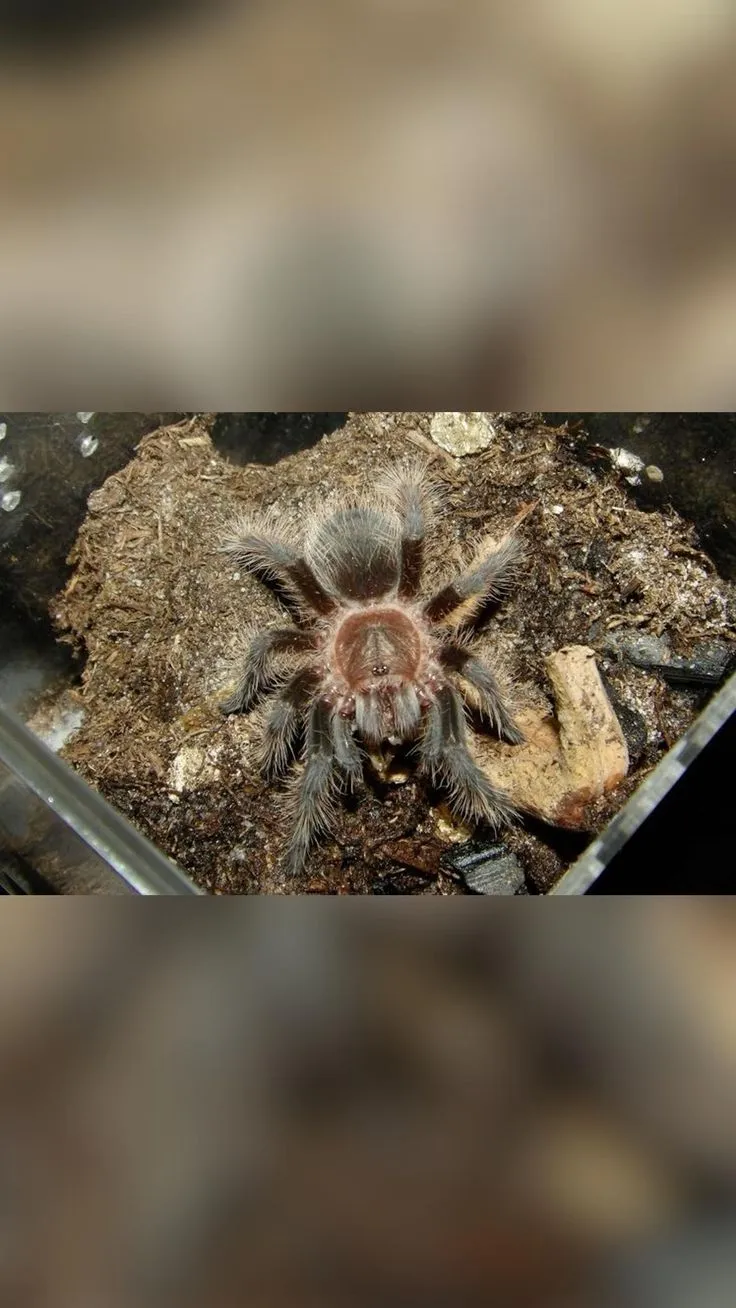 15608 nicaraguan curly hair tarantula feeding