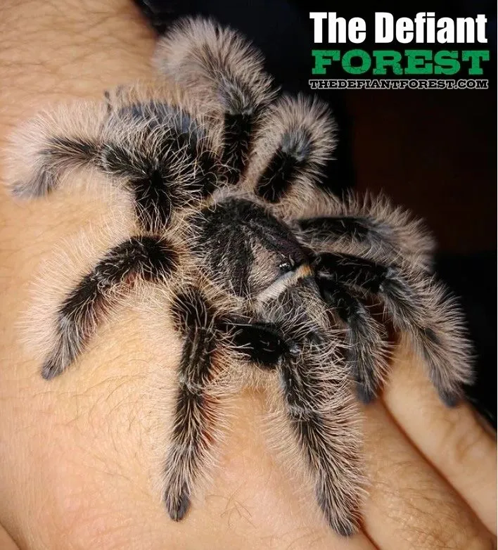 15608 nicaraguan curly hair tarantula habitat