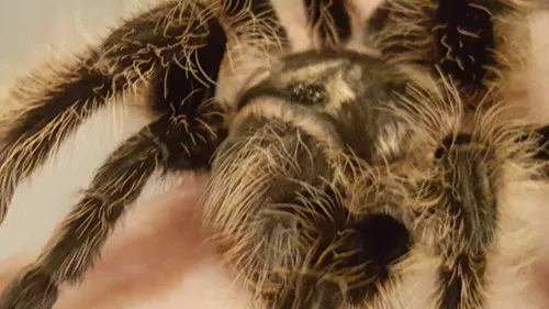 15608 nicaraguan curly hair tarantula molting