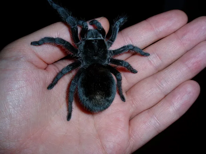 /img/15609-black-tarantula-handling.webp