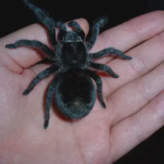 /img/15609-black-tarantula-handling.webp