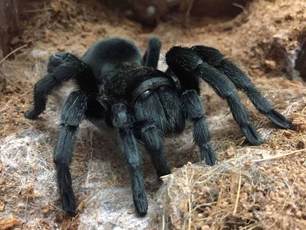 15609 brazilian black tarantula molting