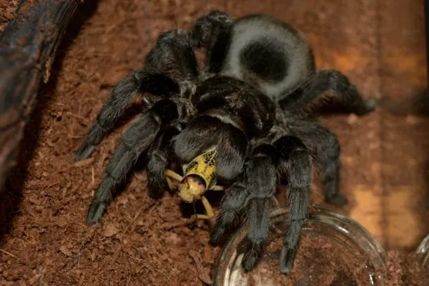 15609 brazilian black tarantula temperament