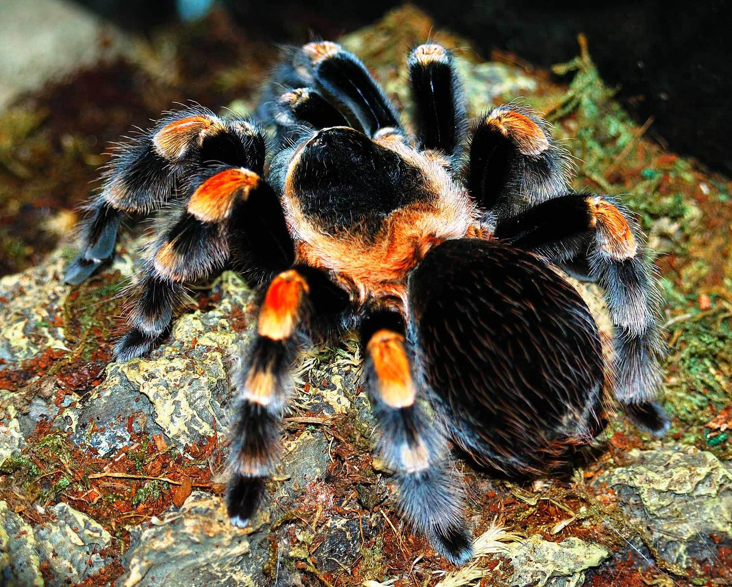 15610 mexican red knee tarantula humidity