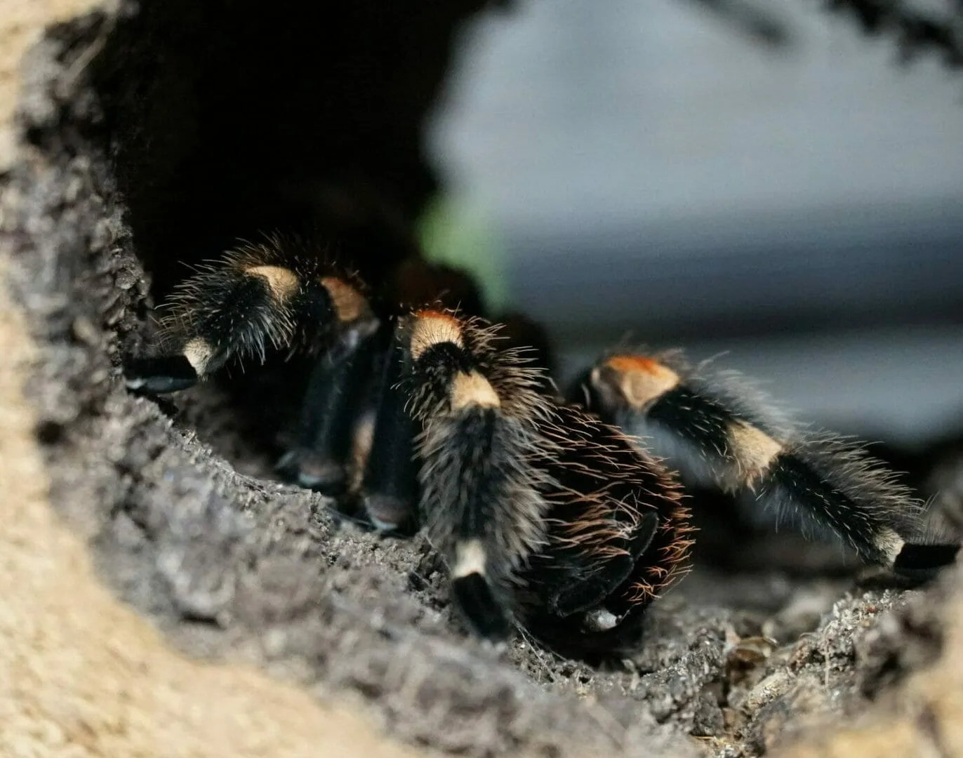 15610 mexican red knee tarantula removing exoskeleton