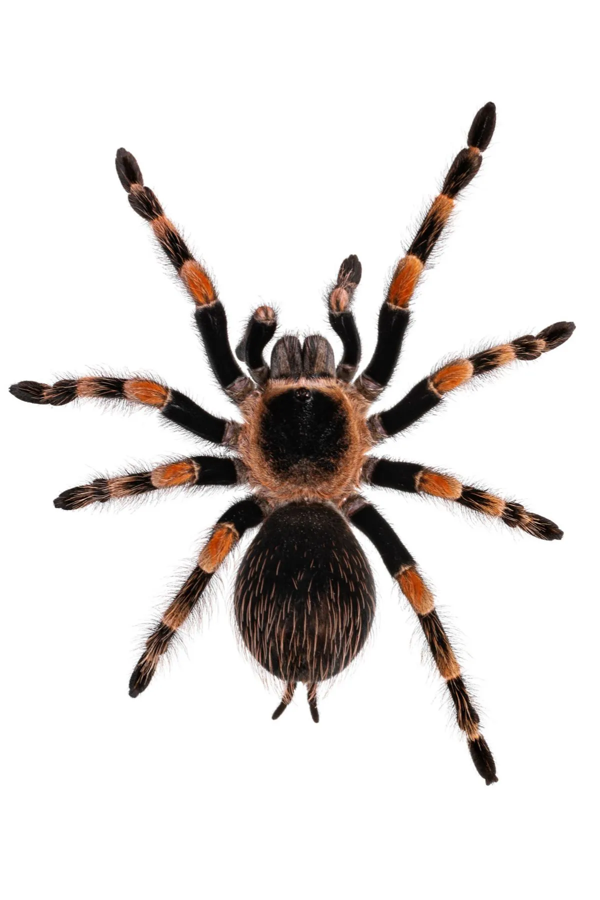 15610 mexican red knee tarantula shedding