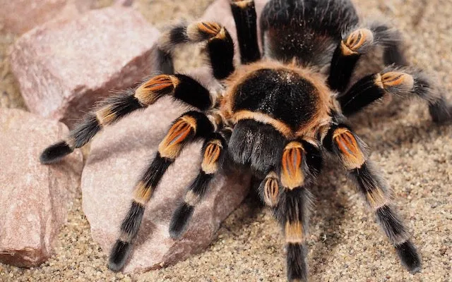/img/15611-tarantula-feeding.webp
