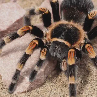 /img/15611-tarantula-feeding.webp