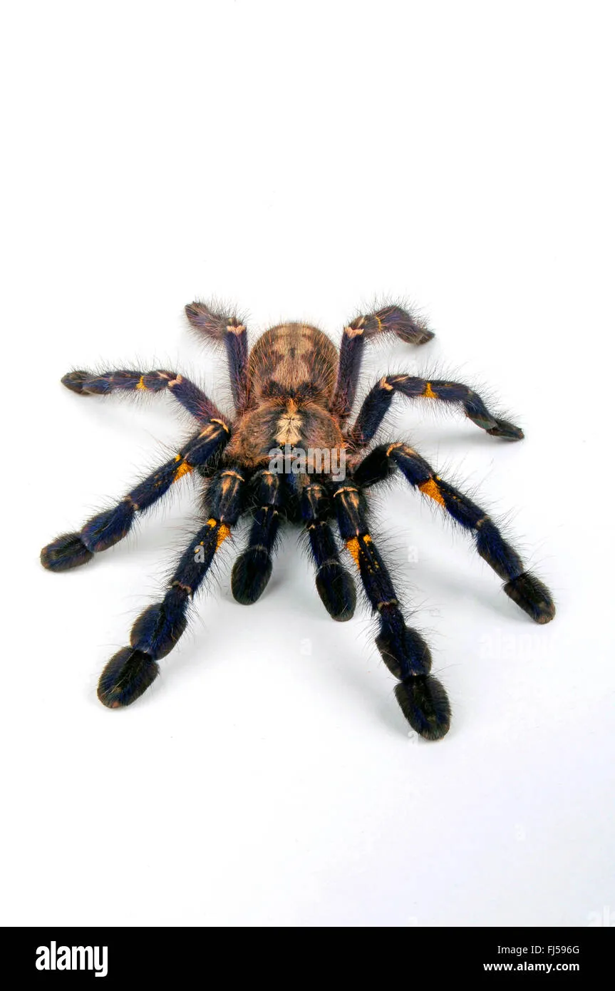 15612 insect paralysis