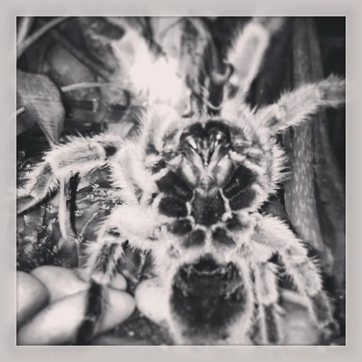 15613 cricket for tarantula