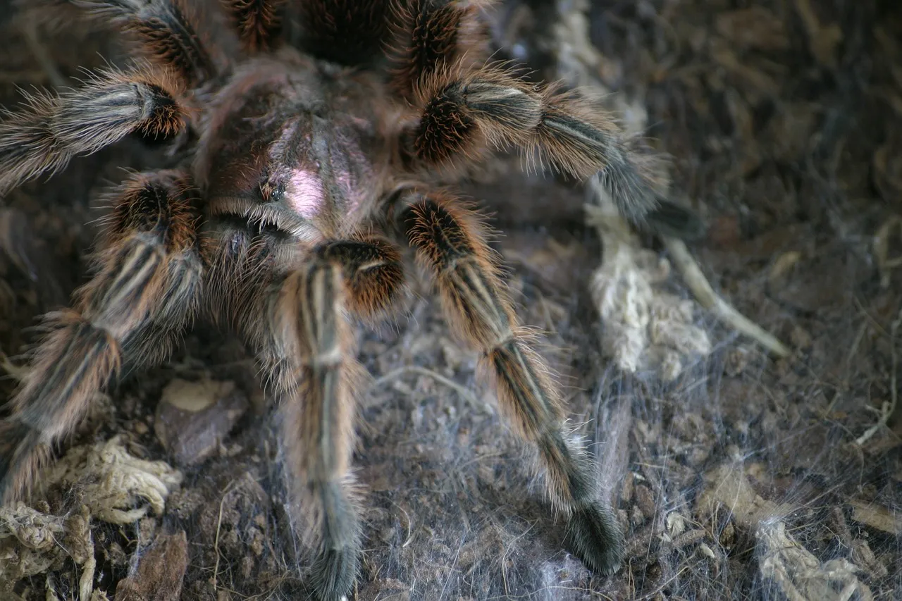 15613 feeding chilean rose tarantula