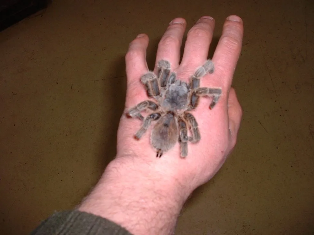 /img/15613-tarantula-refusing-food.webp