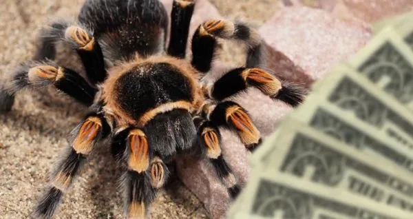 15615 tarantula research