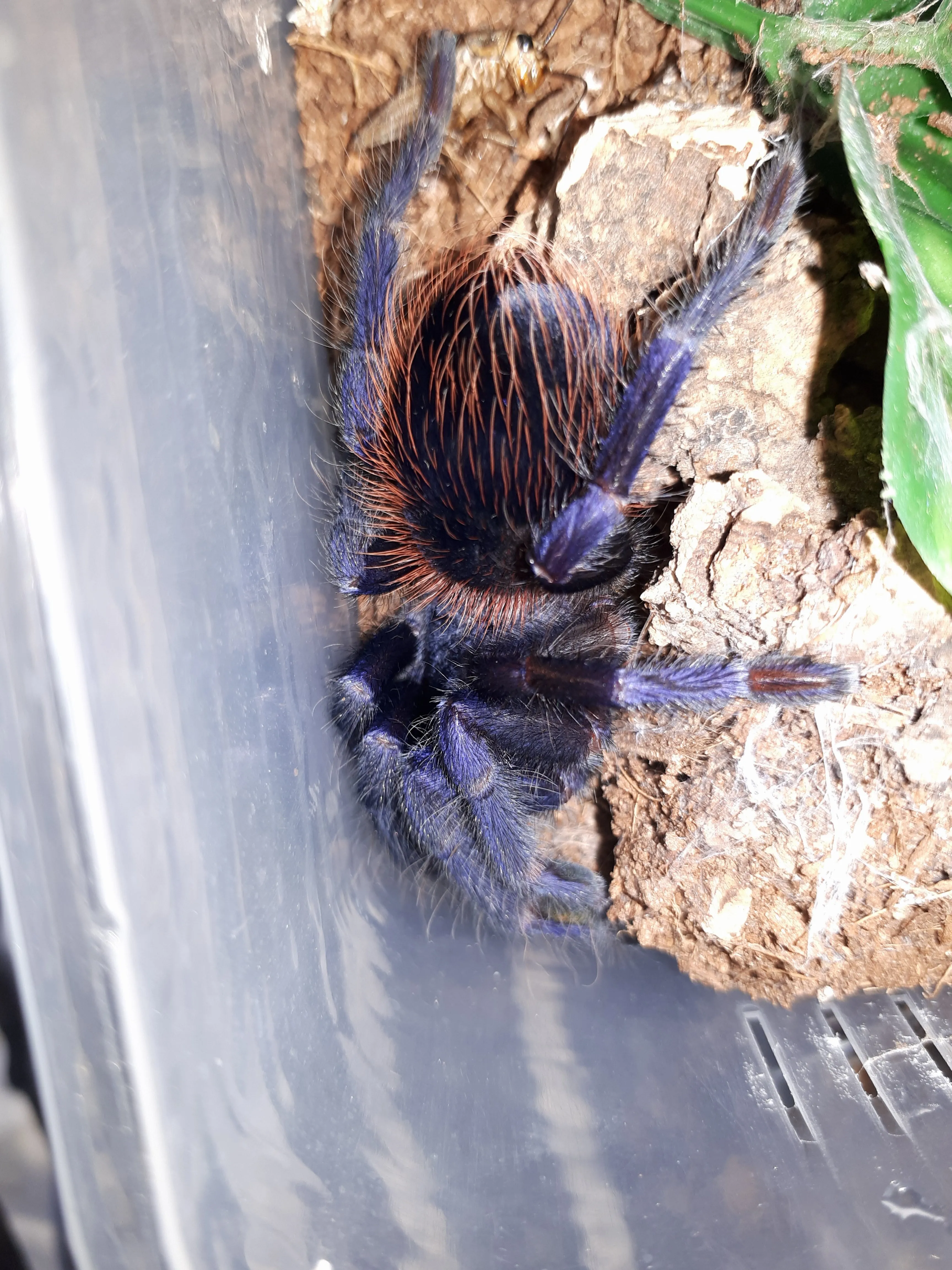 15616 brazilian blue tarantula habitat
