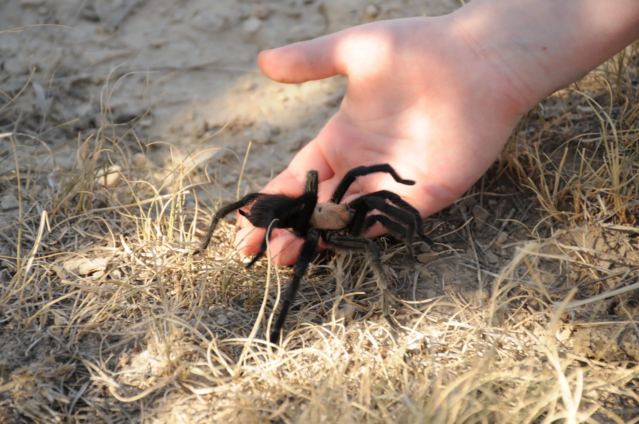 15618 patas tarantula