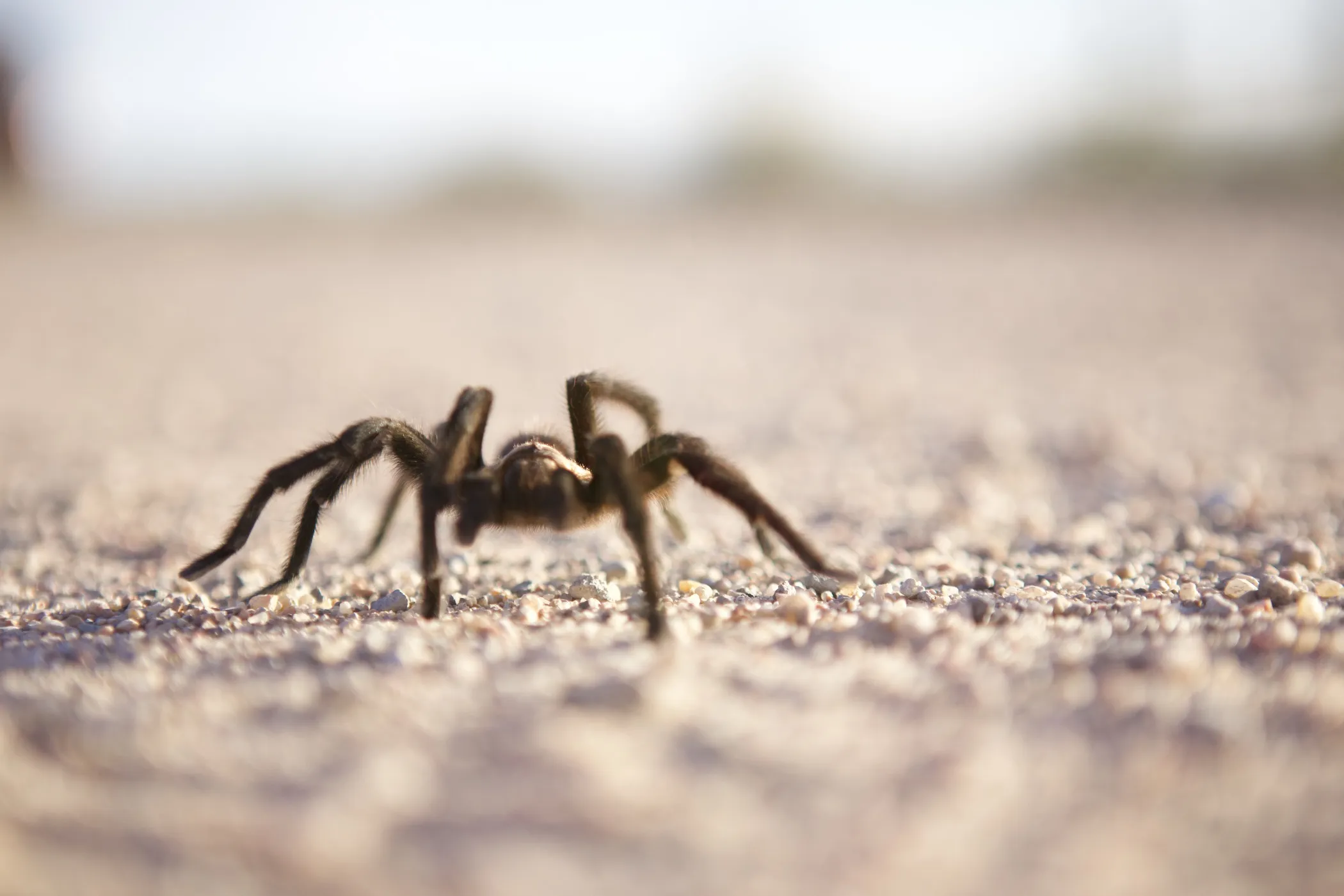 15618 tarantula agua