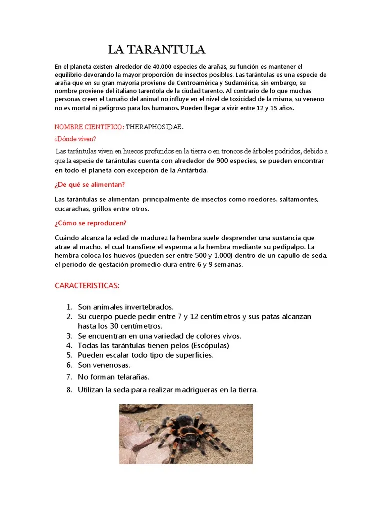 15618 tarantula caminando