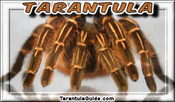 15618 tarantula escalando