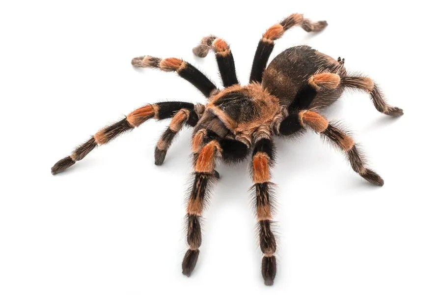 /img/15618-tarantula-terreno.webp
