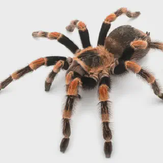 /img/15618-tarantula-terreno.webp