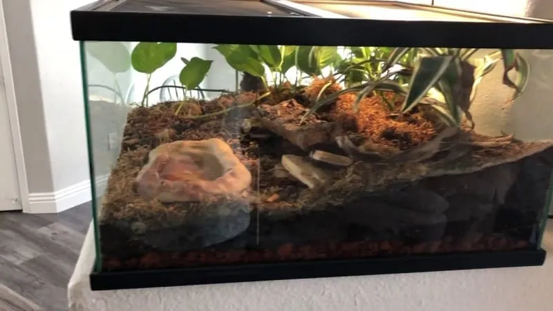 15619 glass tarantula enclosure