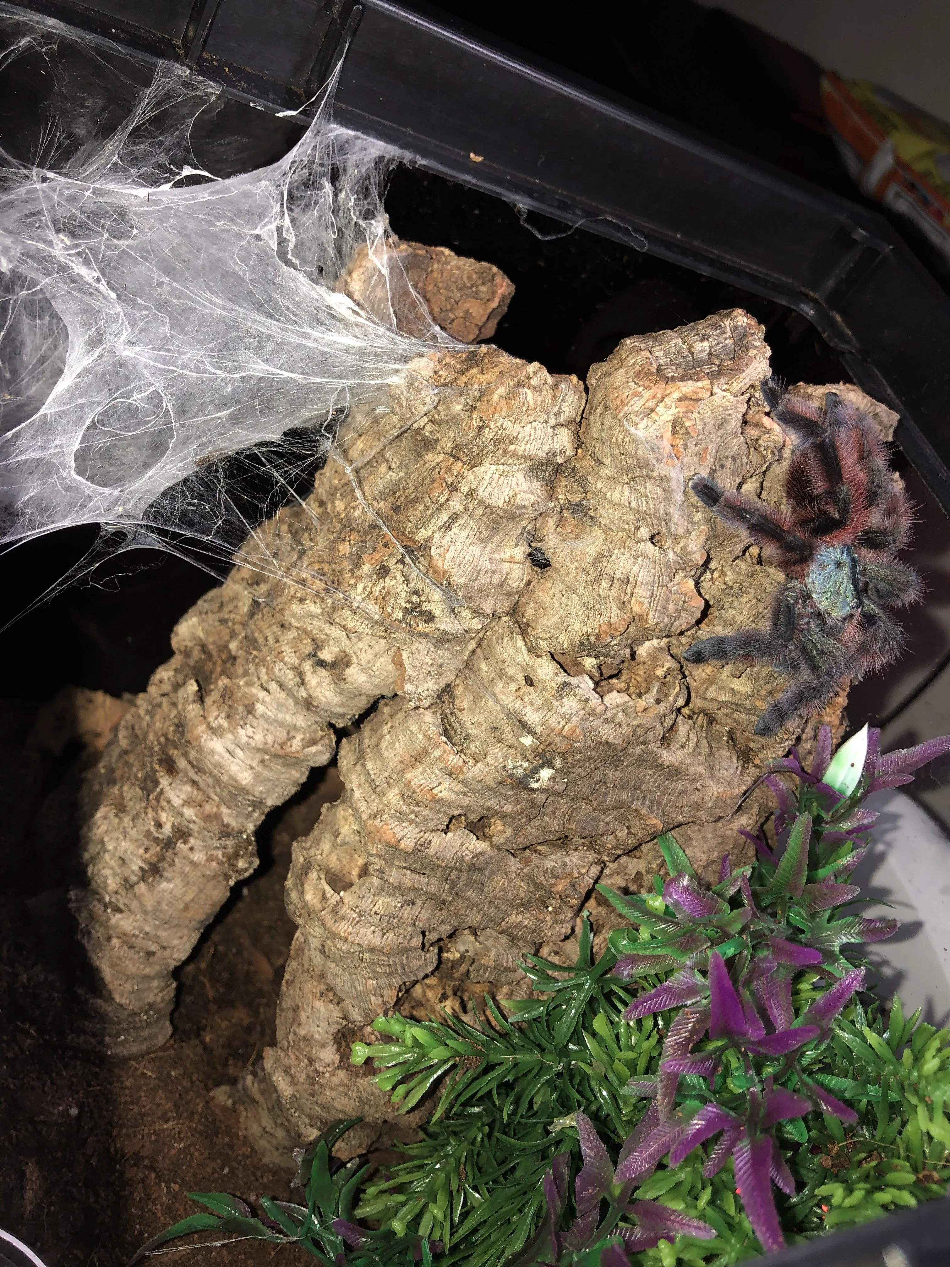 /img/15622-versicolor-tarantula-enclosure.webp
