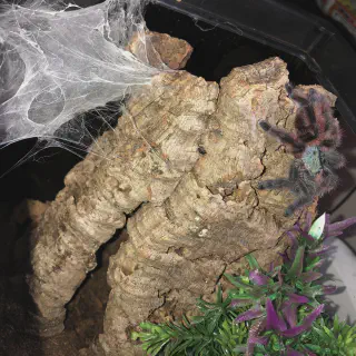 /img/15622-versicolor-tarantula-enclosure.webp