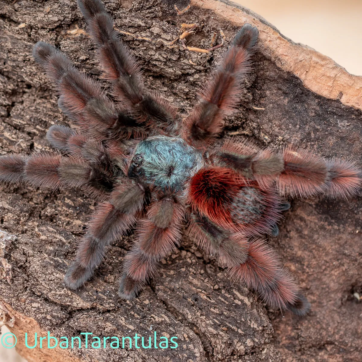 15622 versicolor tarantula feeding