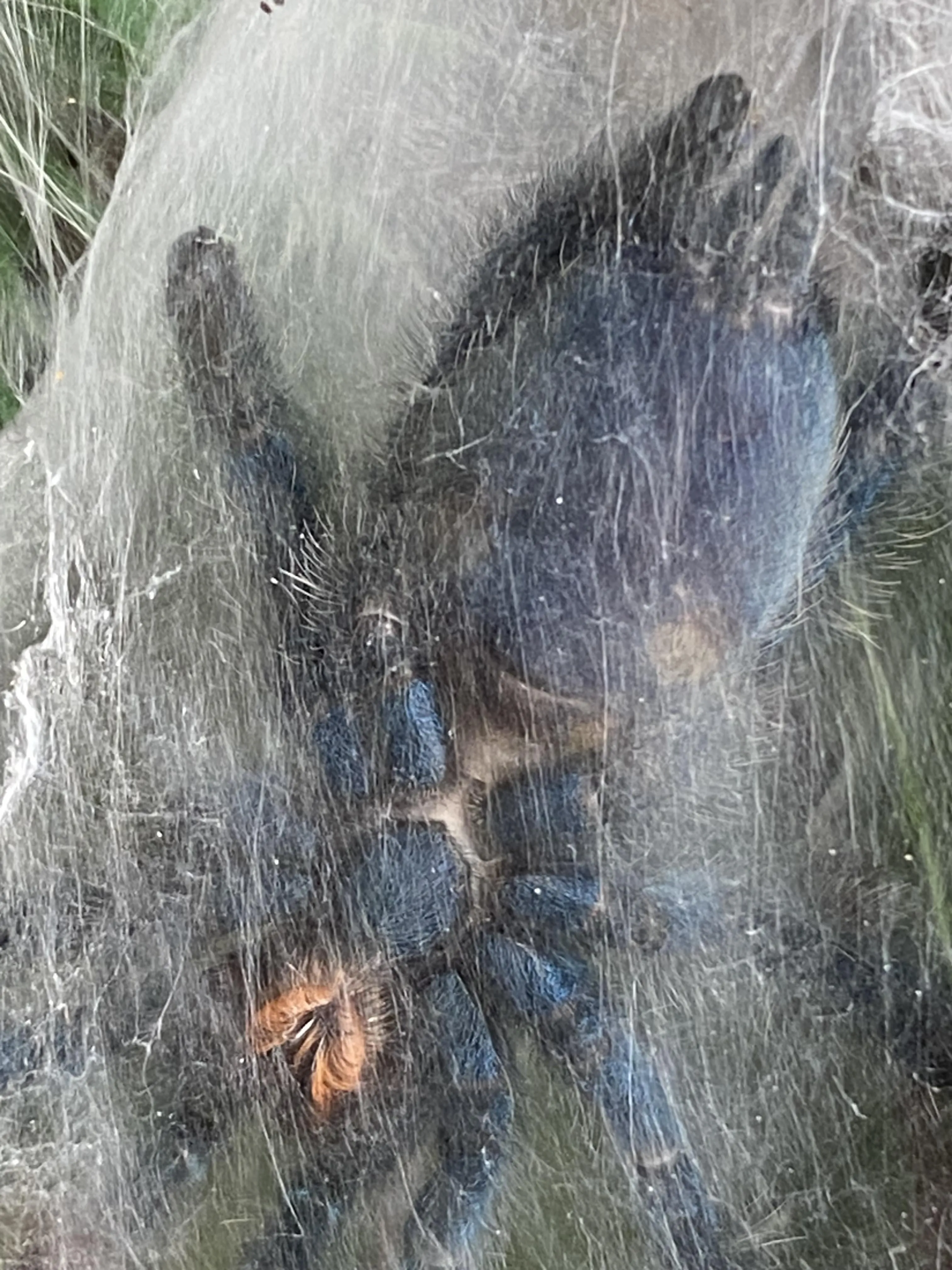 15622 versicolor tarantula handling