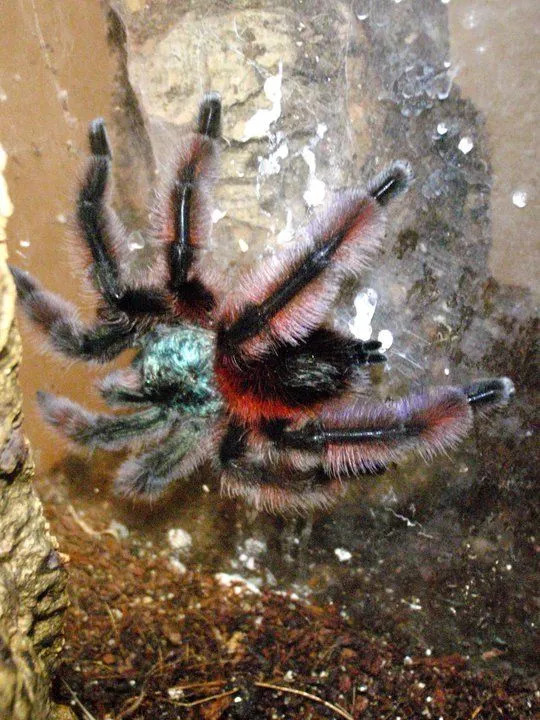 15622 versicolor tarantula molting