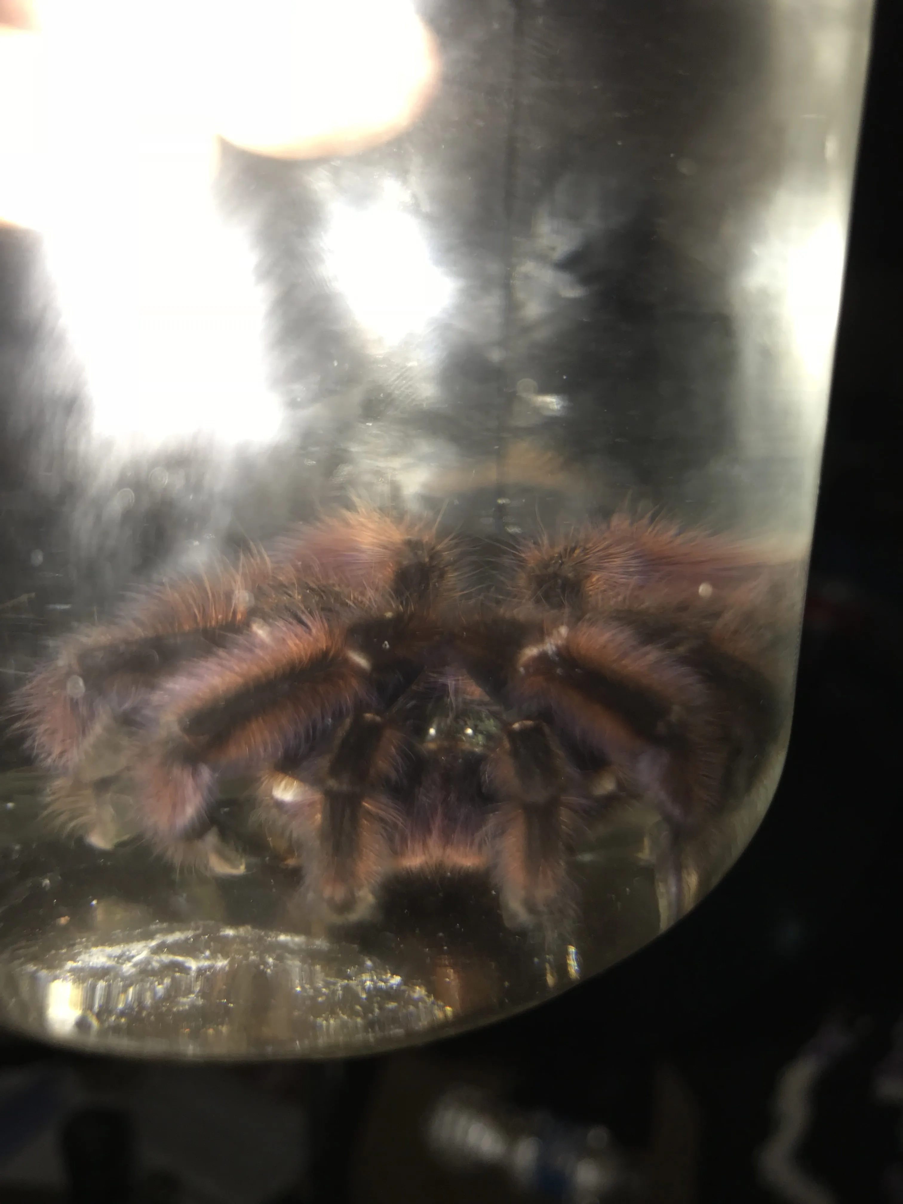 15622 versicolor tarantula substrate