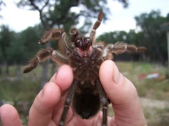 15623 texas brown tarantula feeding
