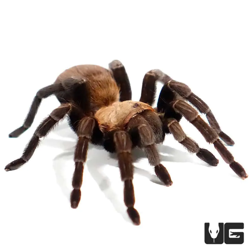 /img/15623-texas-brown-tarantula-substrate.webp
