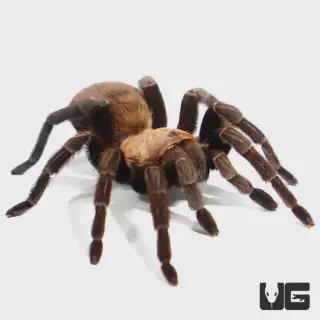 /img/15623-texas-brown-tarantula-substrate.webp