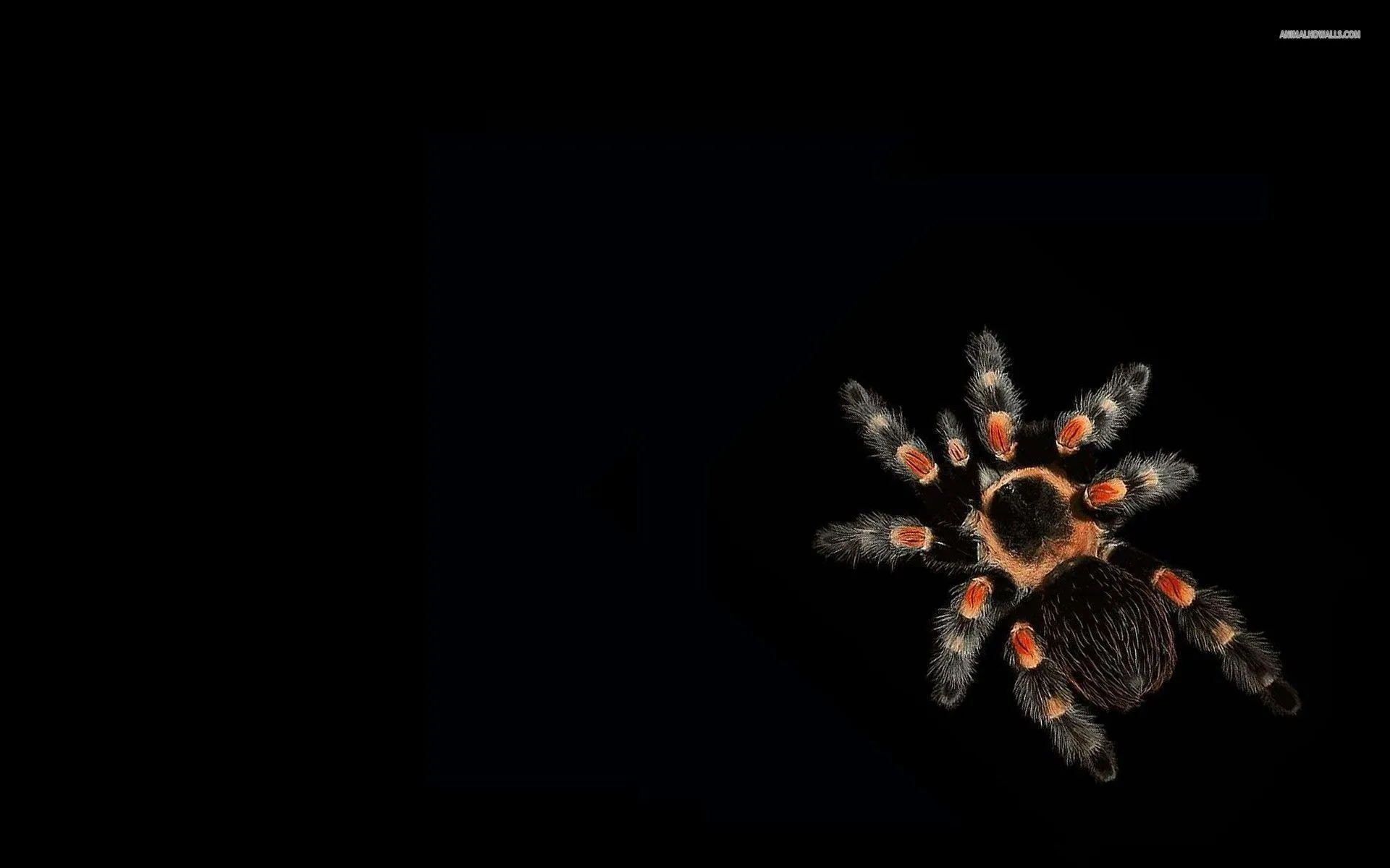 15624 blue tarantula wallpaper main