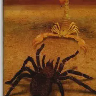 /img/15625-tarantula-attacking-scorpion.webp