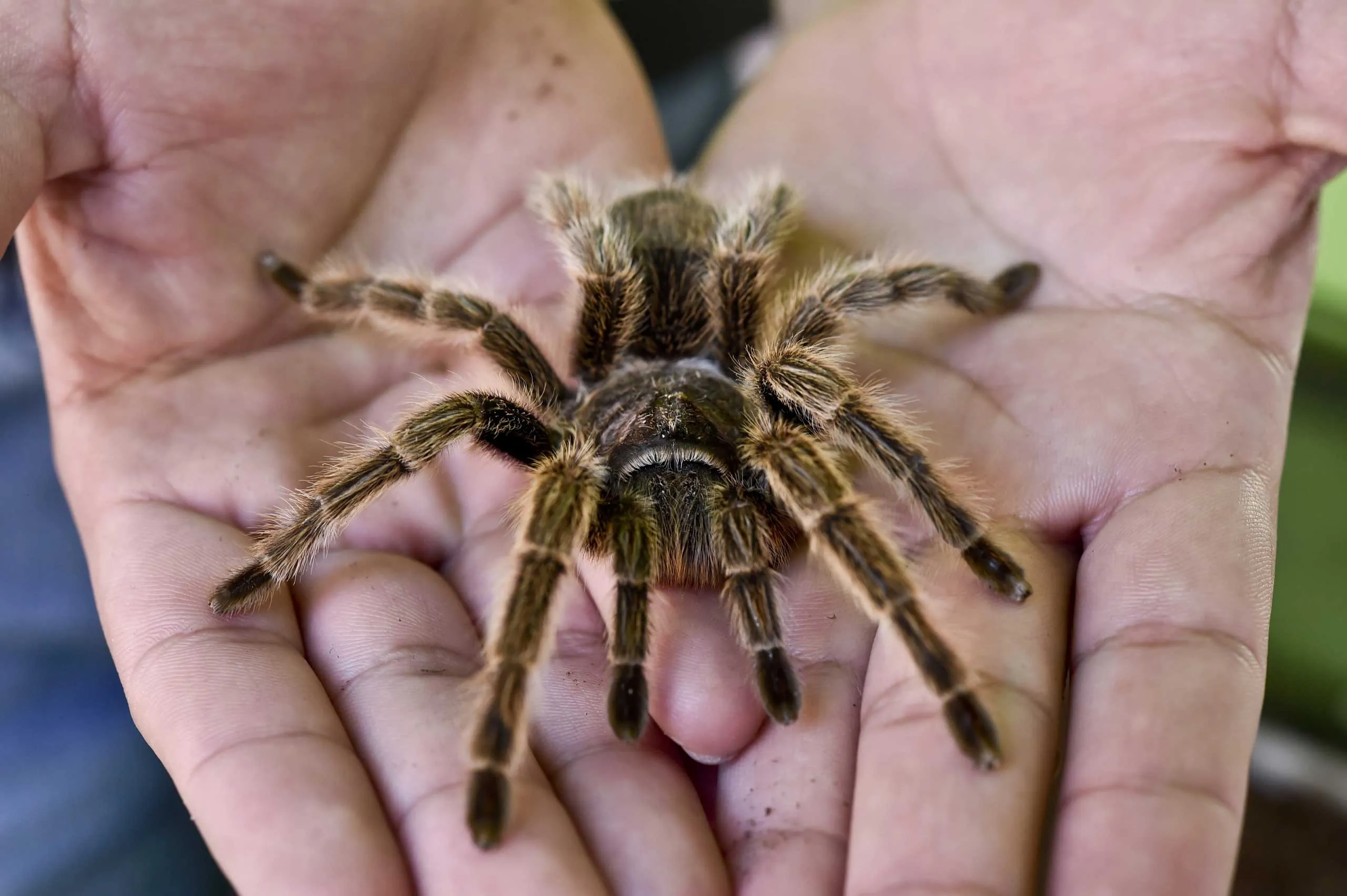 15627 grassland tarantula