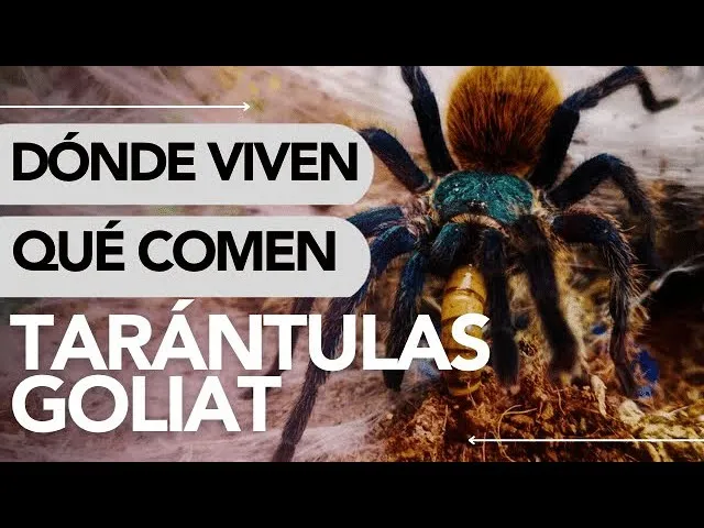 15627 tarantula burrow