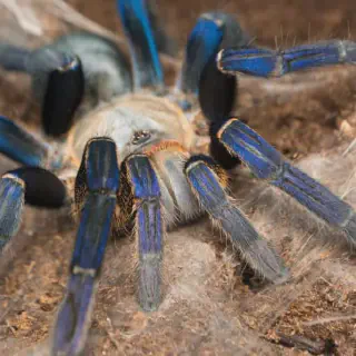 /img/15627-tarantula-environment.webp