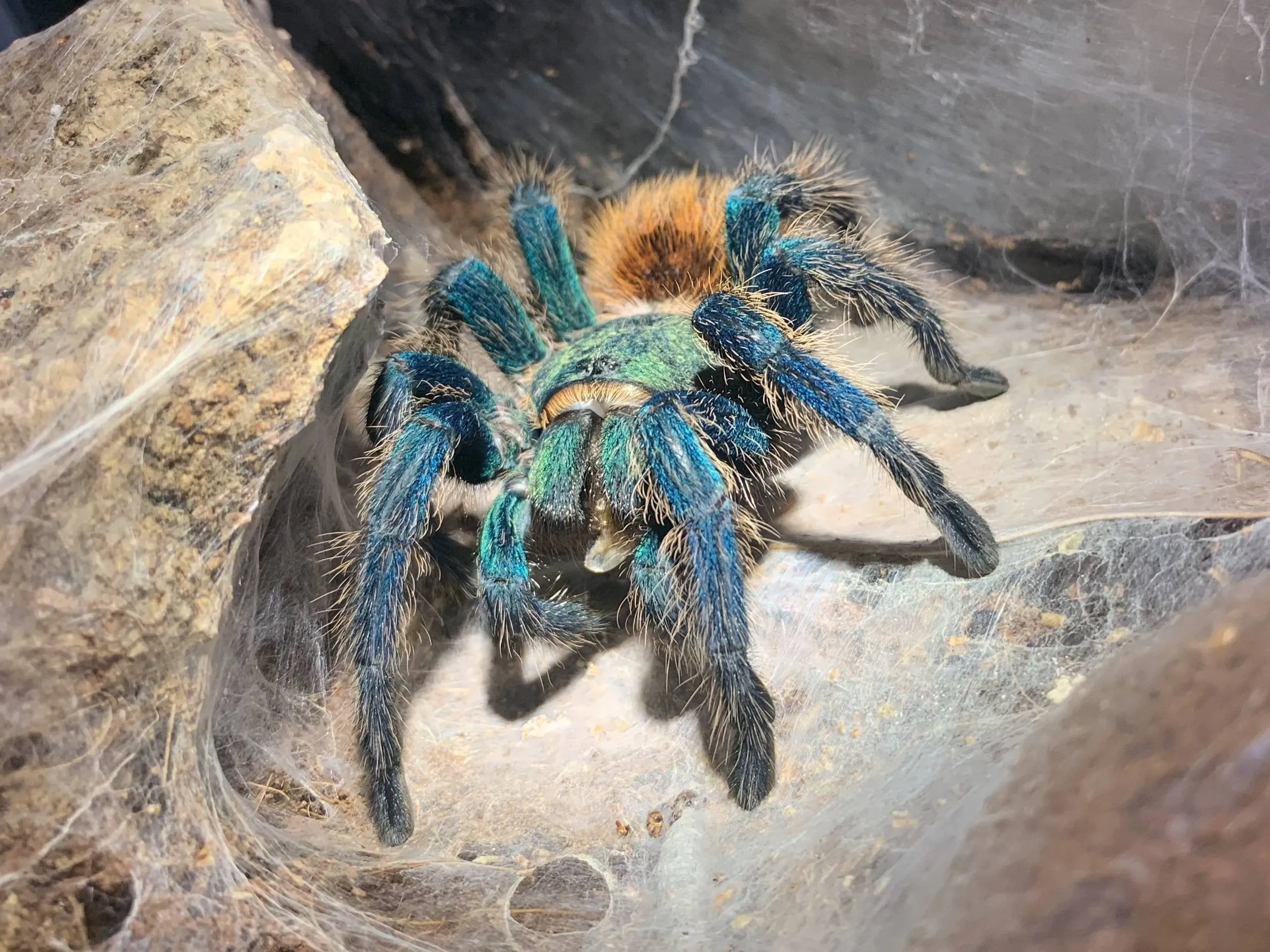 15628 gbb tarantula decorations