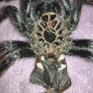 /img/15628-gbb-tarantula-feeding.webp